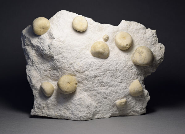 Slab with 13 Conulus subrotundus