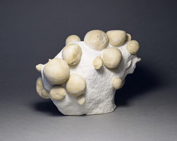 Block with 15 Conulus subrotundus