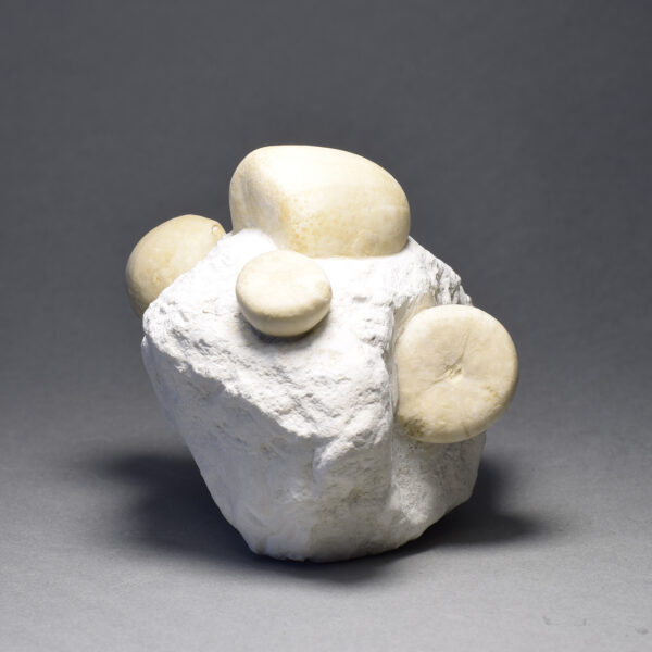Block with a large Conulus subrotundus