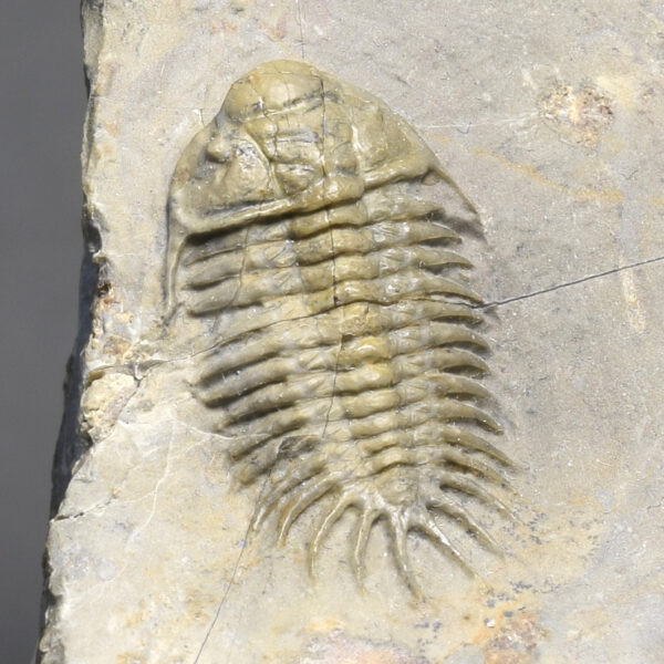 Rare trilobite Crotalocephalus africanus