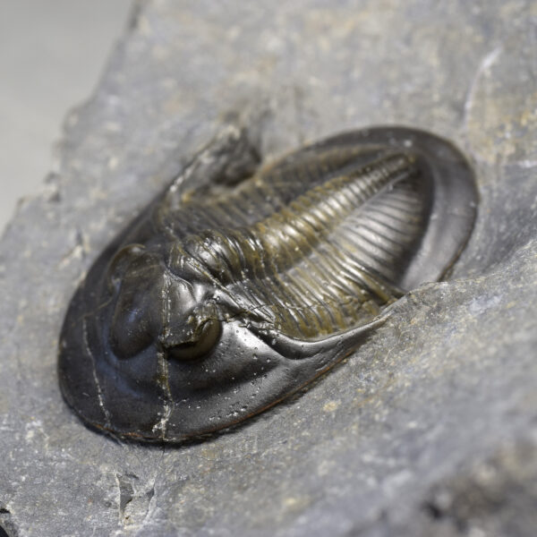 Superb trilobite Dechenella burmeisteri