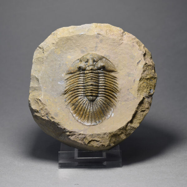 Superb "golden" Metascutellum trilobite