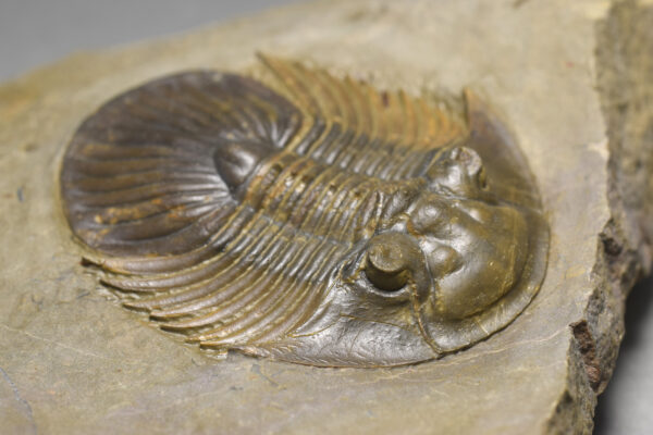 Superb and rare Platyscutellum massai trilobite