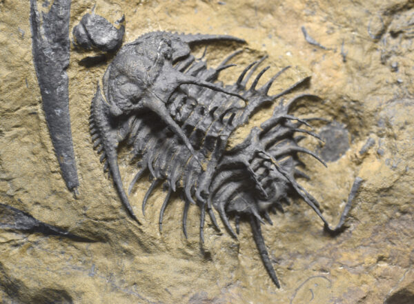 Superb spiny trilobite cf. Proceratocephala sp.