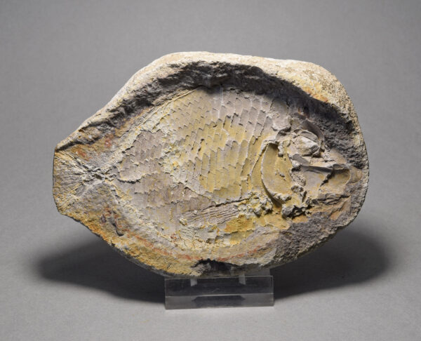Fine fish fossil Bobasatrania mahavavica