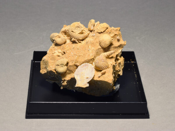 Silicified Cardioceras ammonites in natural limestone matrix