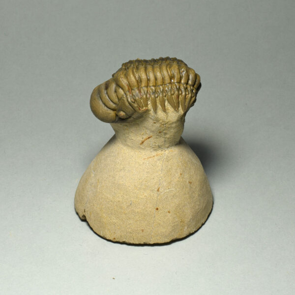 Beautiful rolled trilobite - Cheirurus (Crotalocephalina) gr. gibbus