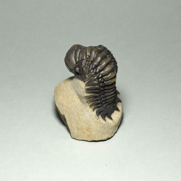 Fine trilobite - Cheirurus (Crotalocephalina) gr. gibbus