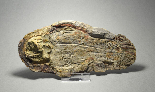 Fine coelacanth fish Piveteauia madagascariensis