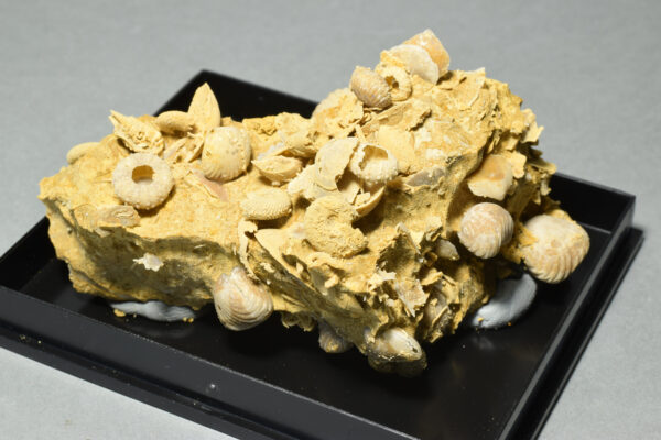Silicified fossils in natural limestone matrix