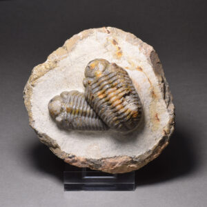 Fine combo of Jorf trilobites – Austerops sp.