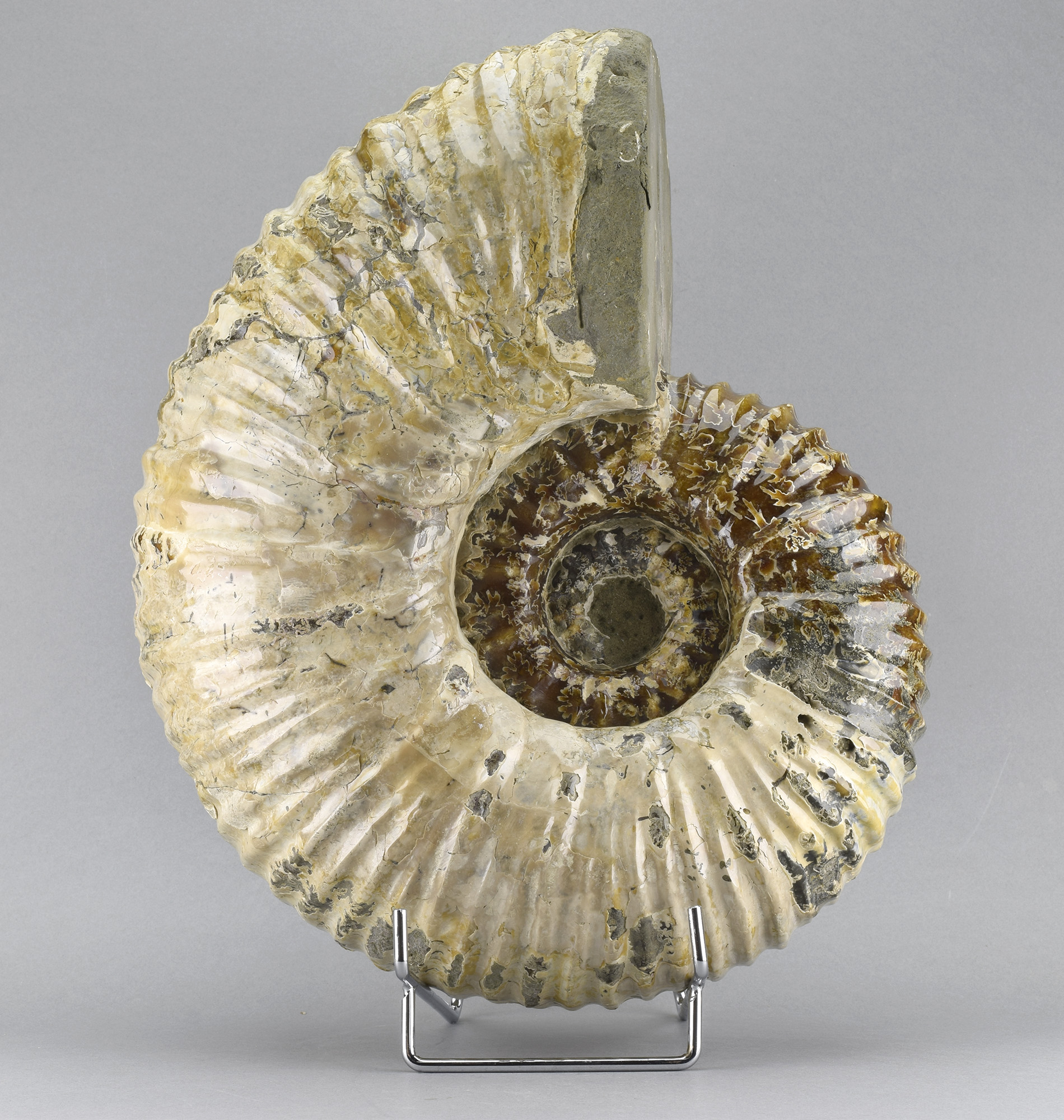 Large polished nacreous Ammonite - Douvilleiceras mammillatum
