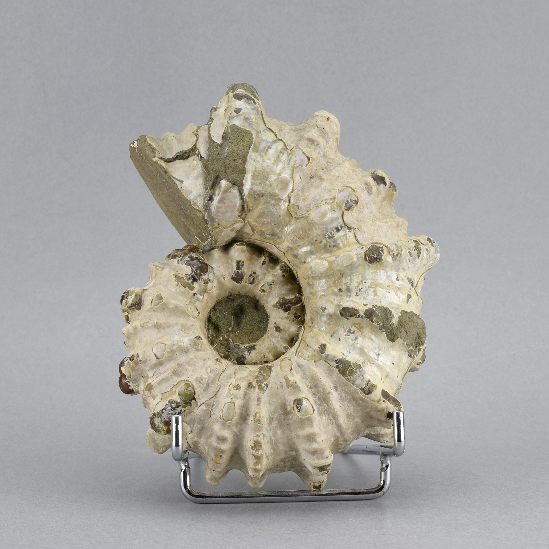 Uncommon 12.5 cm ammonite Douvilleiceras inaequinodum