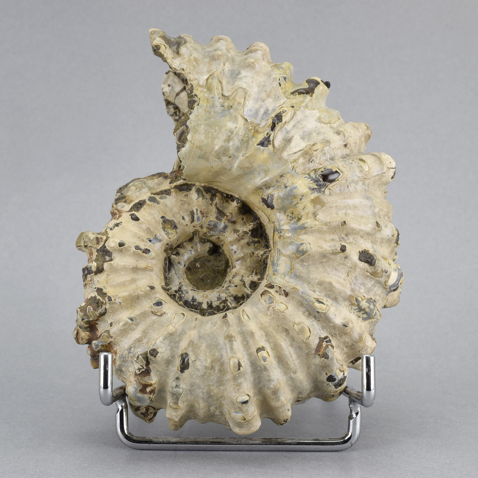 Fine ammonite Douvilleiceras inaequinodum with prepared septum
