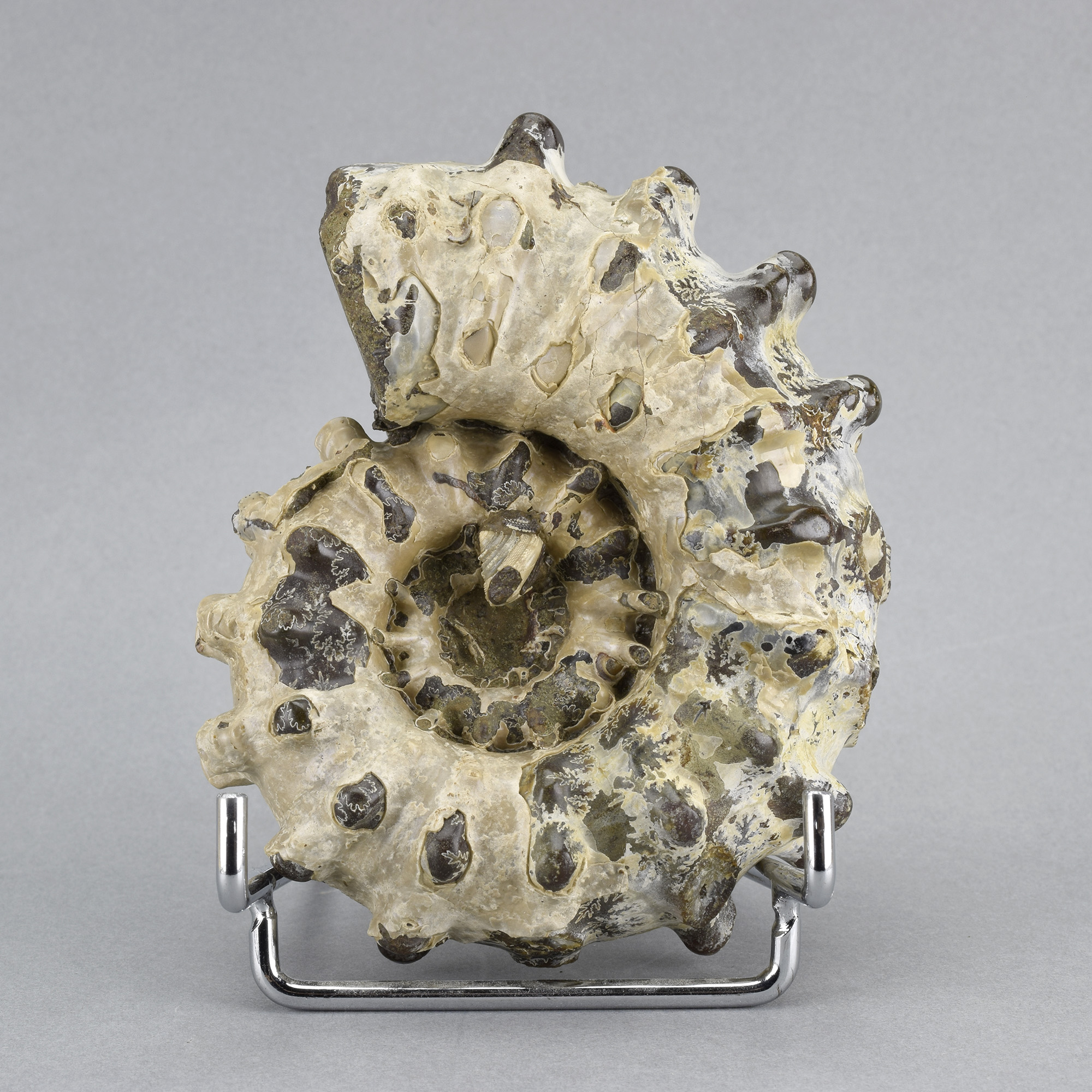 10.5 cm Douvilleiceras inaequinodum with gastropod