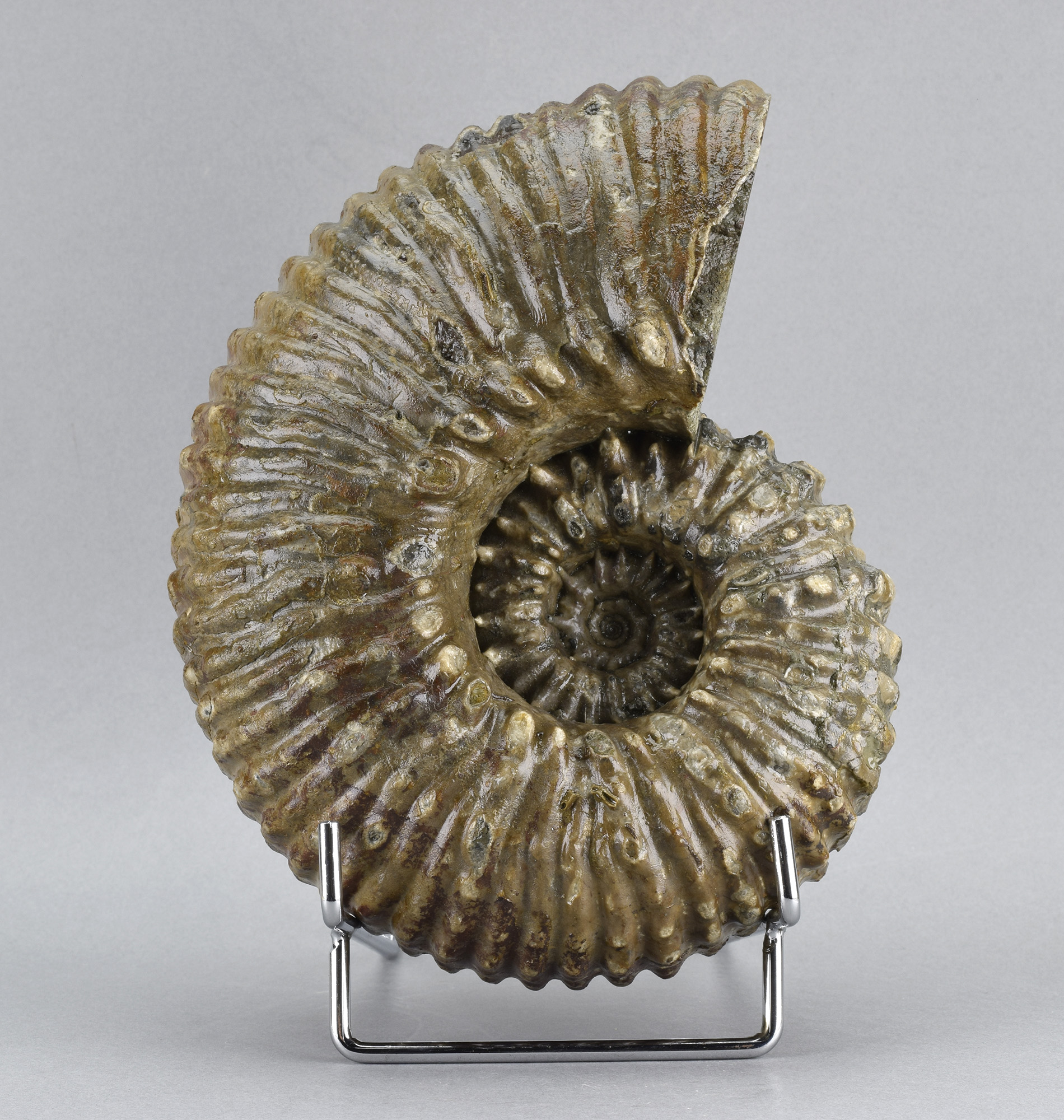 Beautiful 18 cm ammonite Douvilleiceras mammillatum