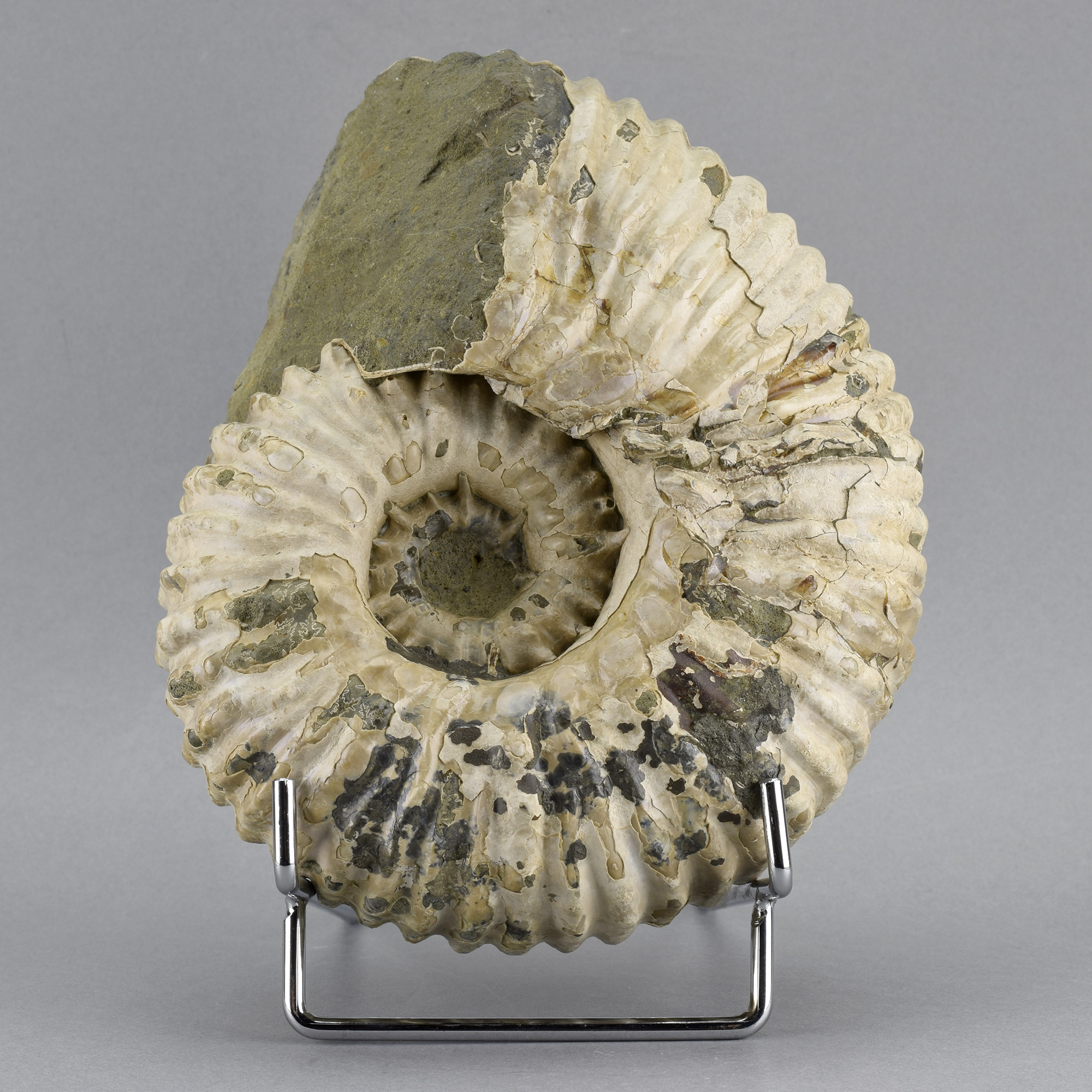 Fine 16.5 cm ammonite Douvilleiceras mammillatum
