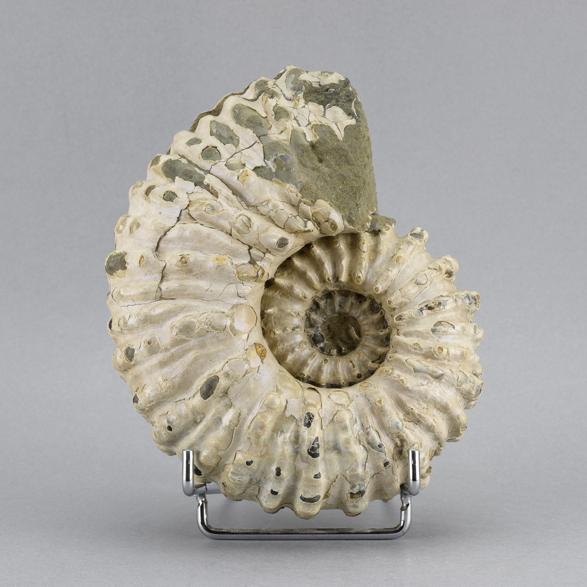 Beautiful 14 cm ammonite Douvilleiceras mammillatum