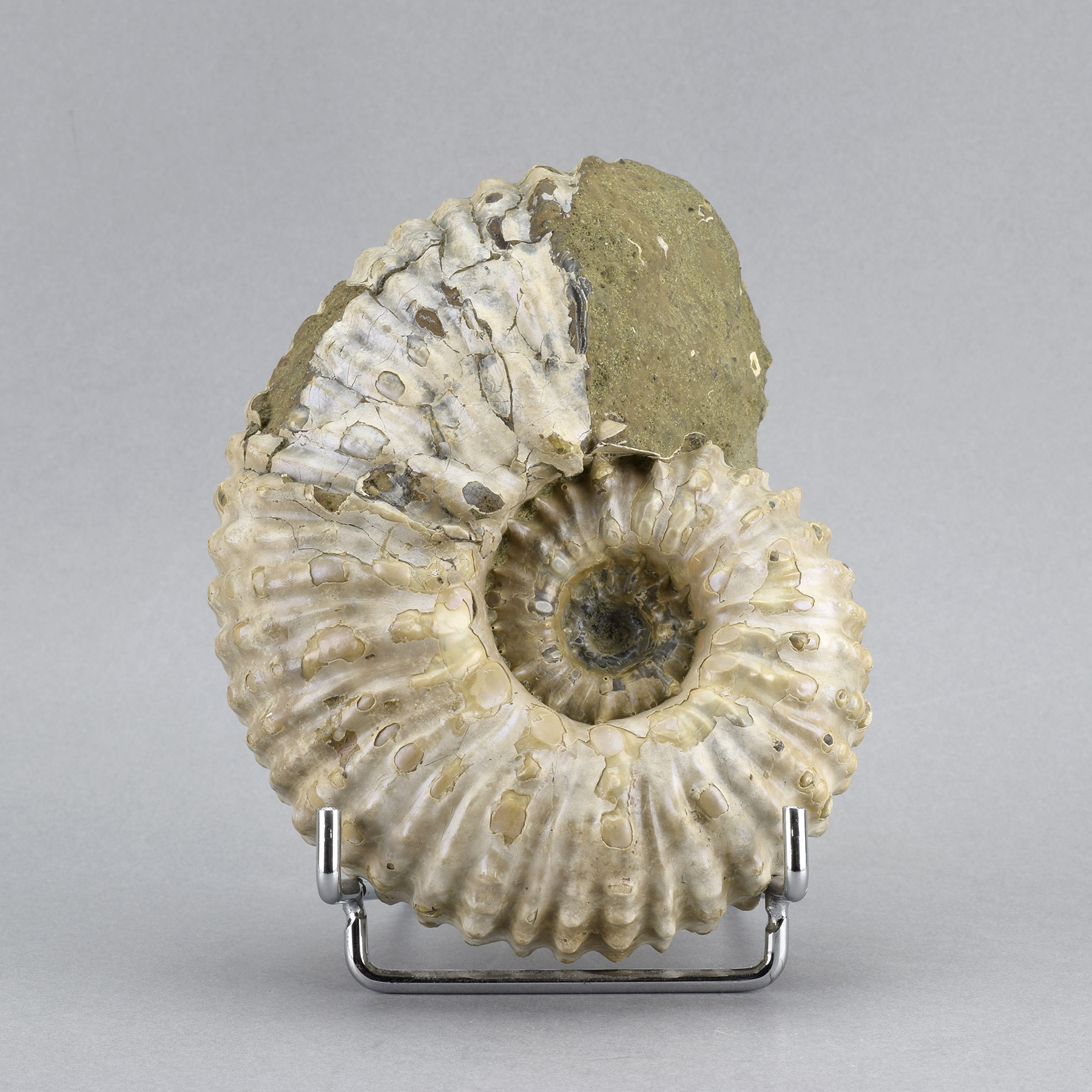 Beautiful 12.5 cm ammonite Douvilleiceras mammillatum