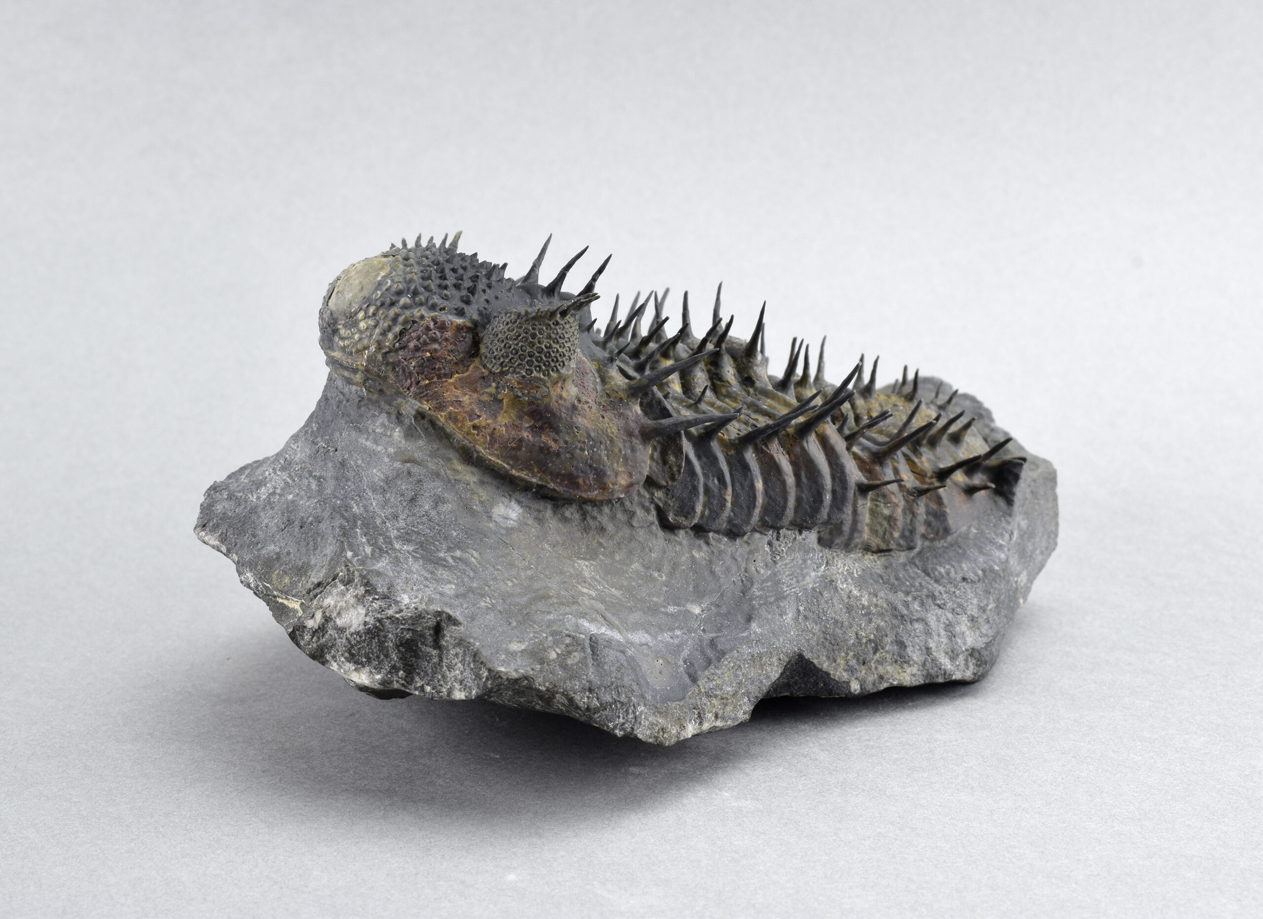 Superb long-spined Drotops armatus