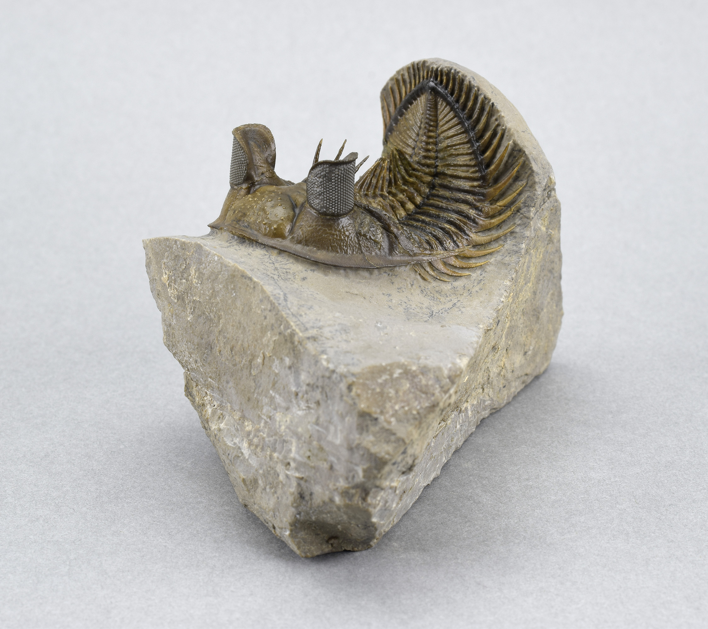 Beautiful spiny trilobite Erbenochile erbeni