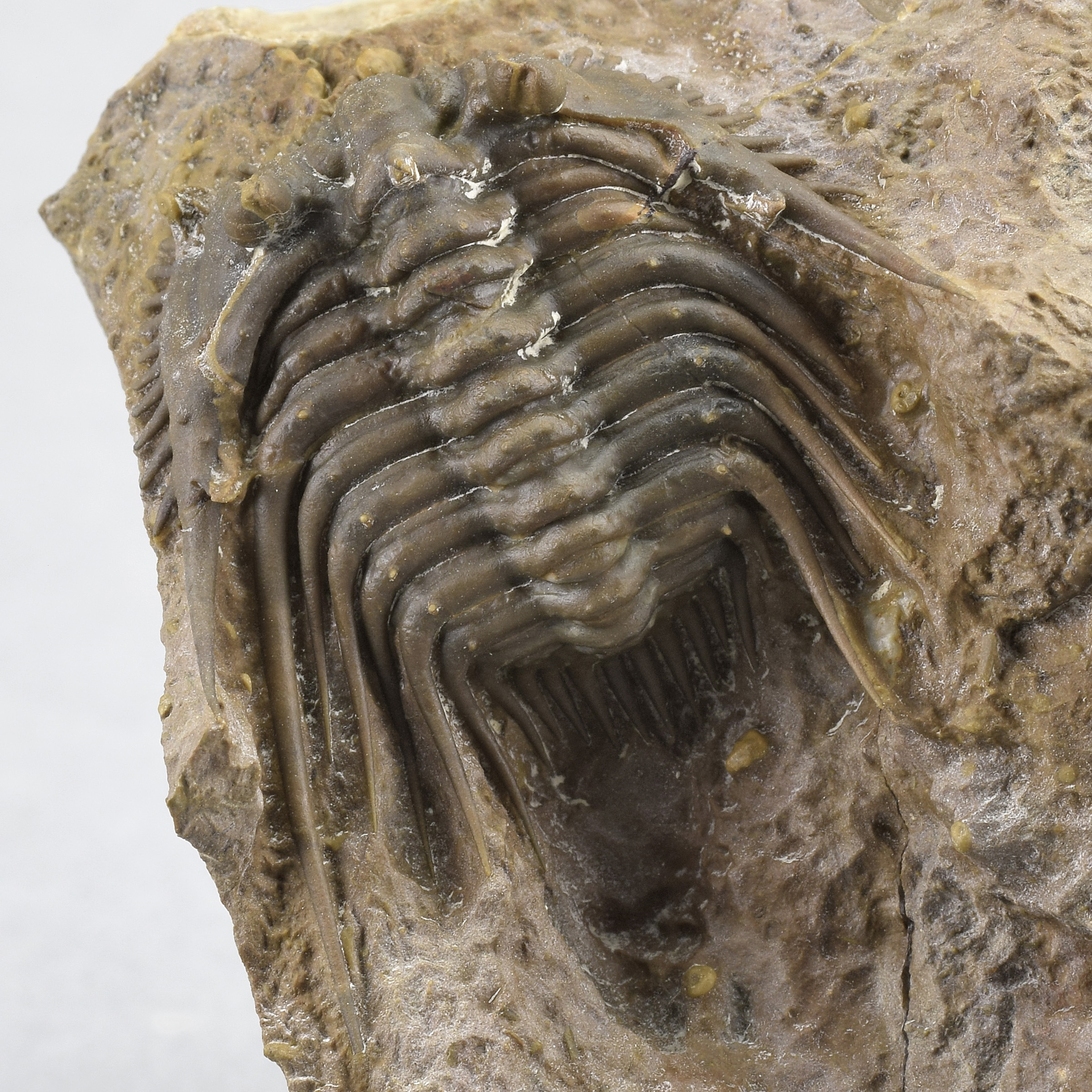 Rare trilobite Kettneraspis dickinsoni