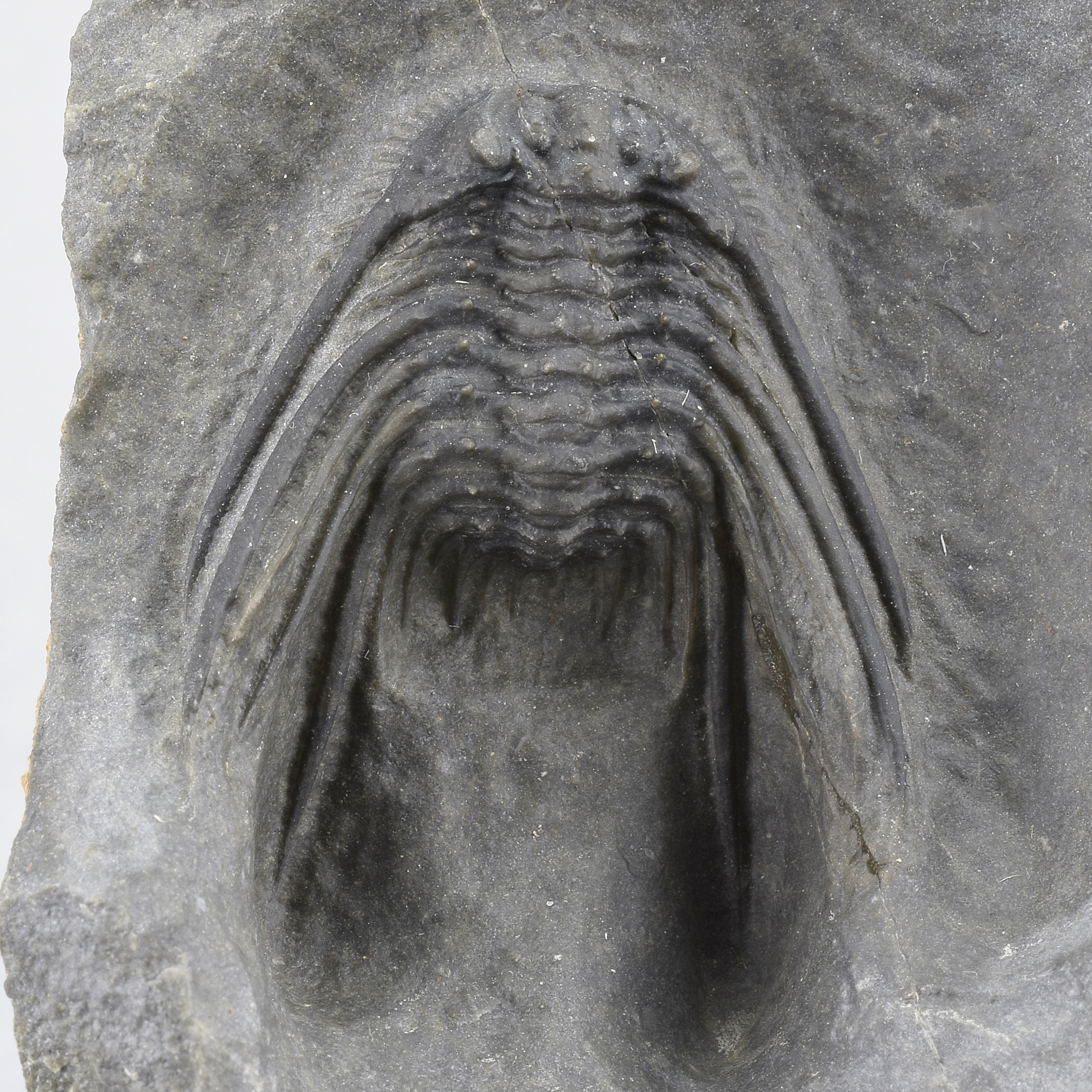 Uncommon trilobite Leonaspis sp.