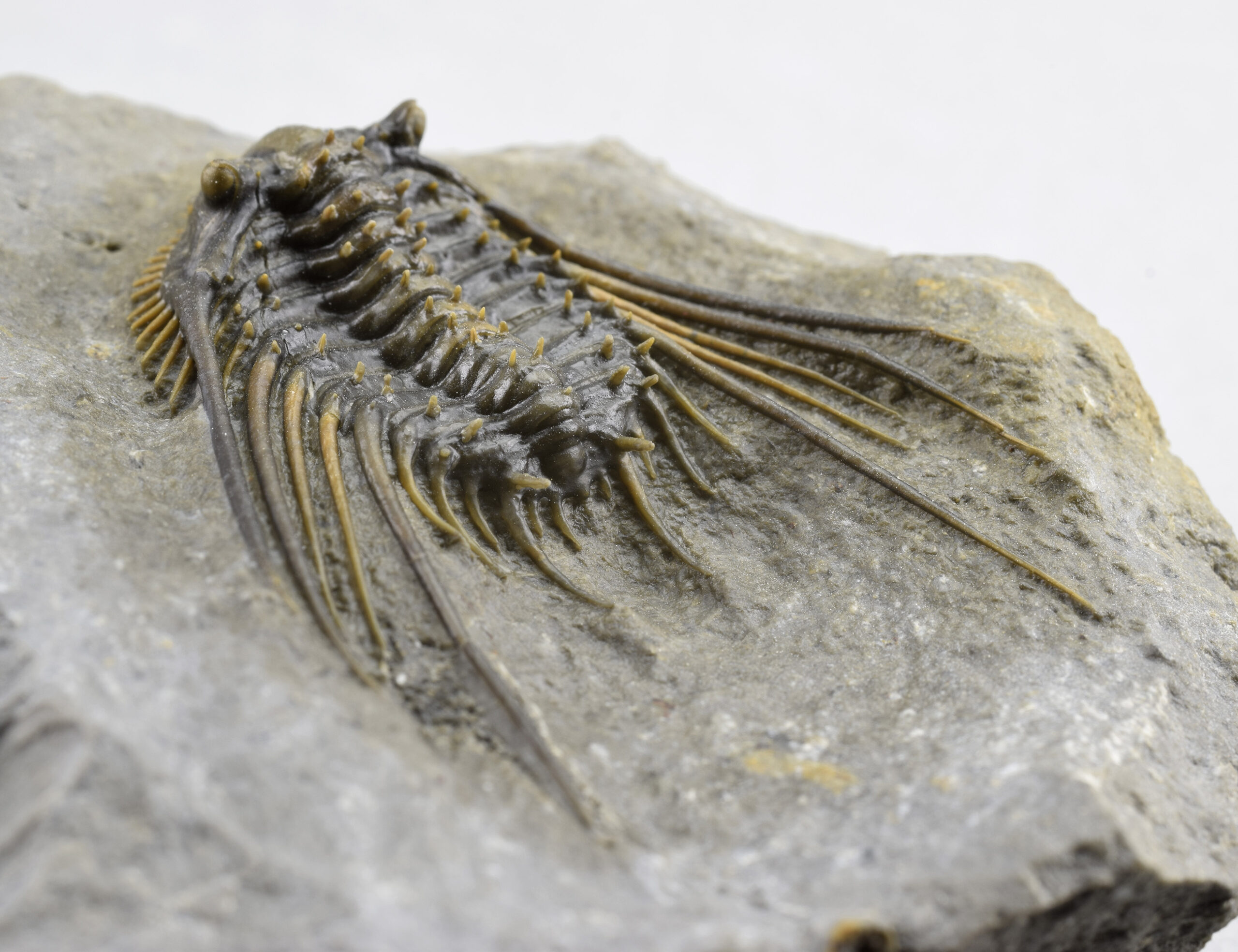 Fabulous trilobite Leonaspis sp.