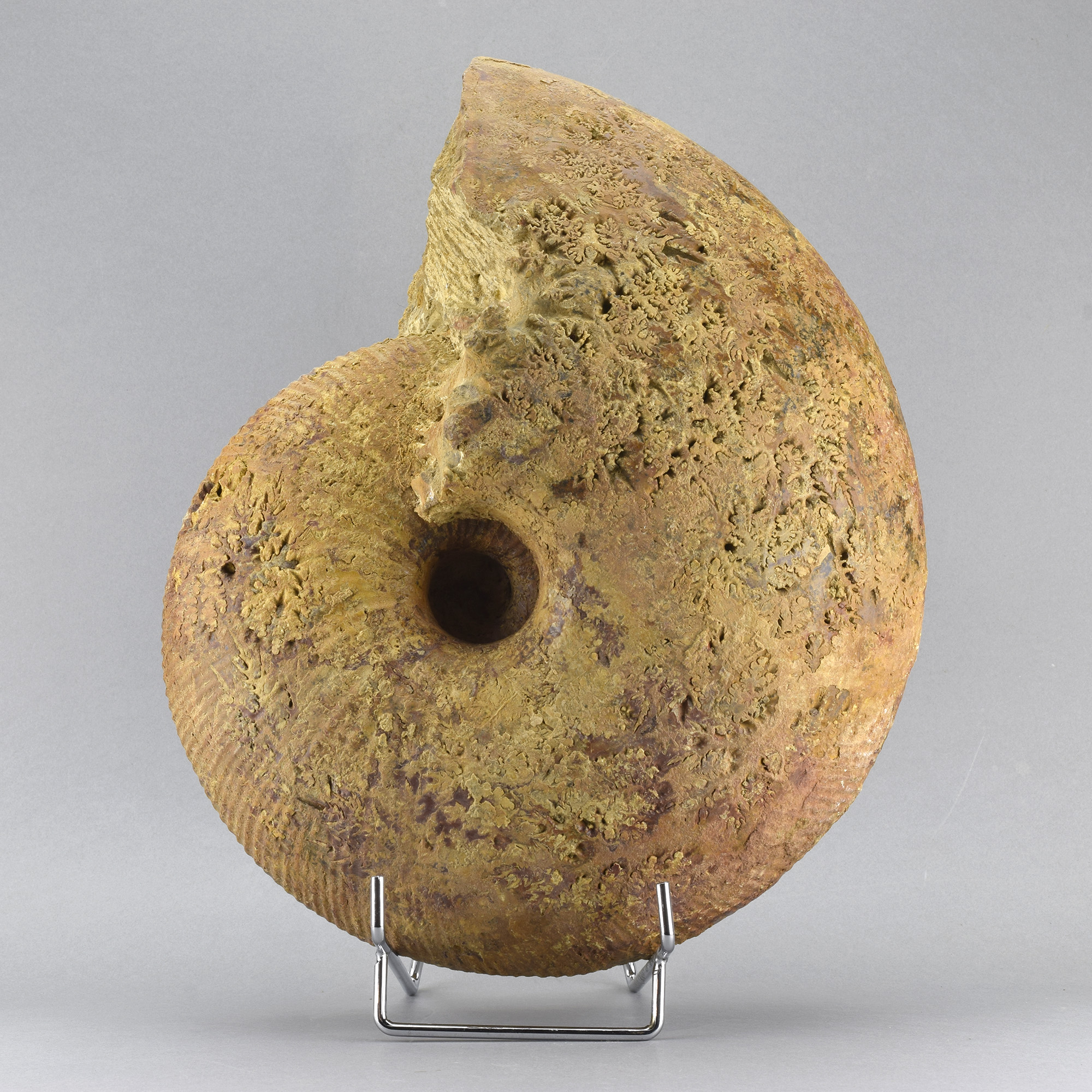 Large ammonite Macrocephalites