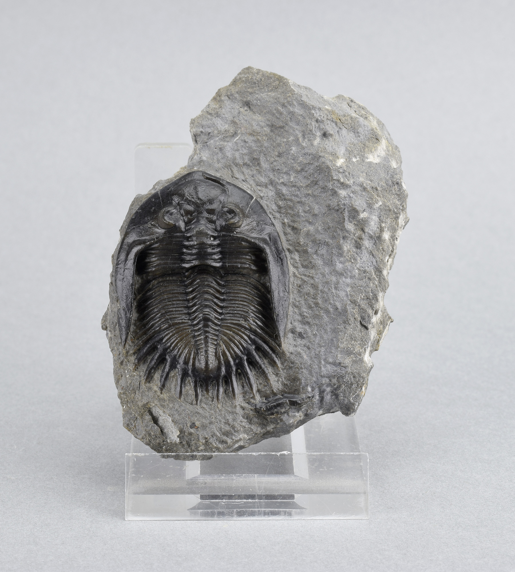 Gorgeous Mrakibina cattoi