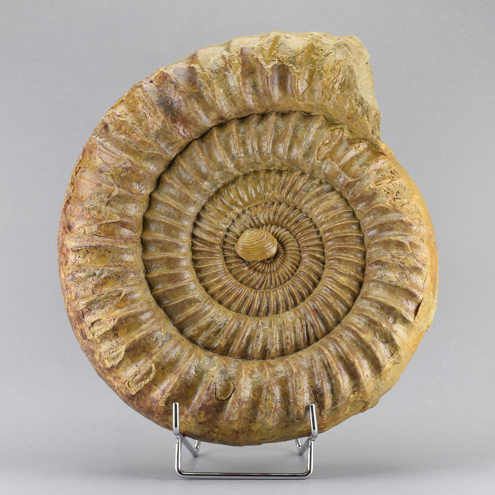 Superb ammonite with bivalve - Perisphinctes