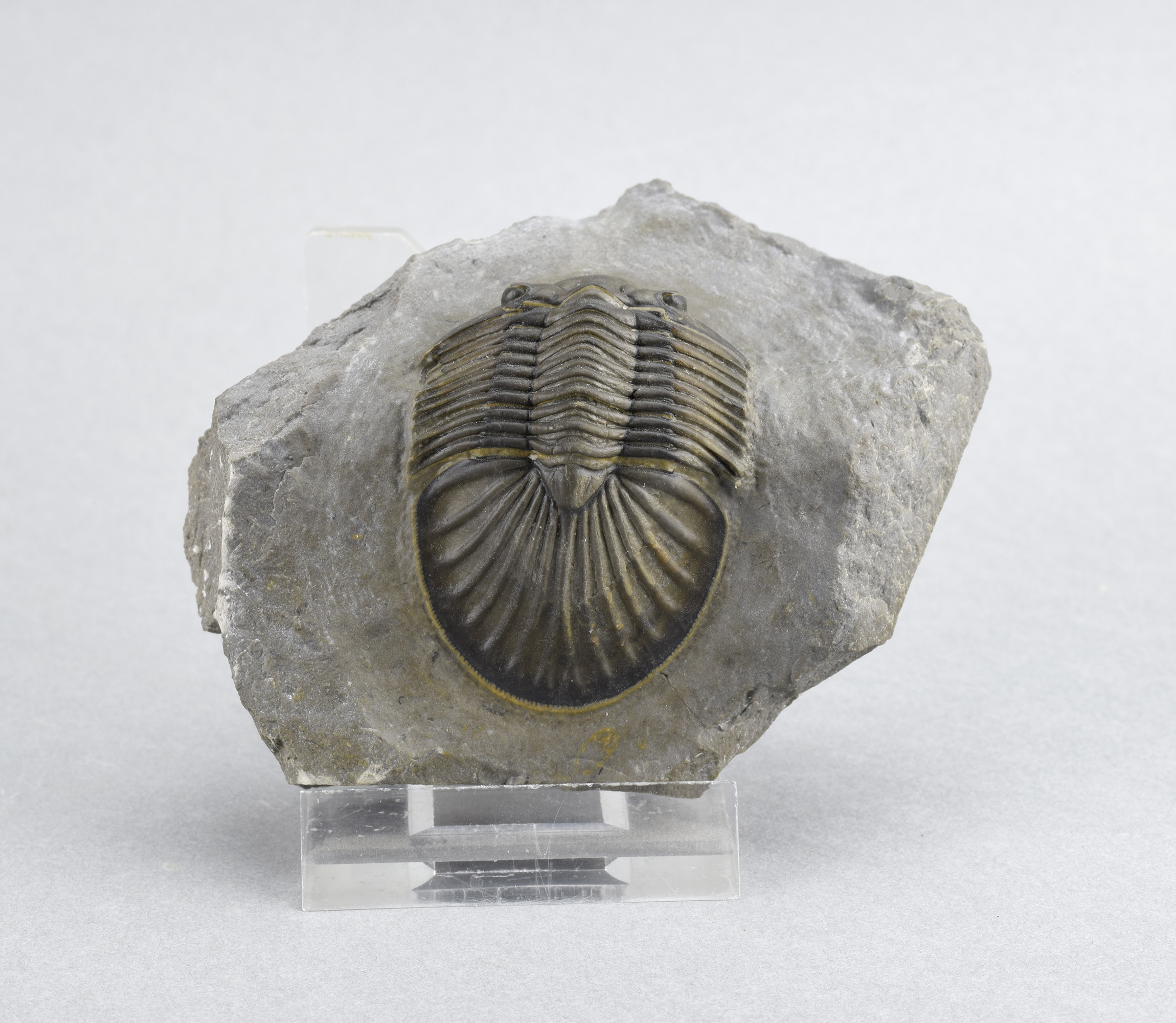 Beautiful trilobite Scabriscutellum