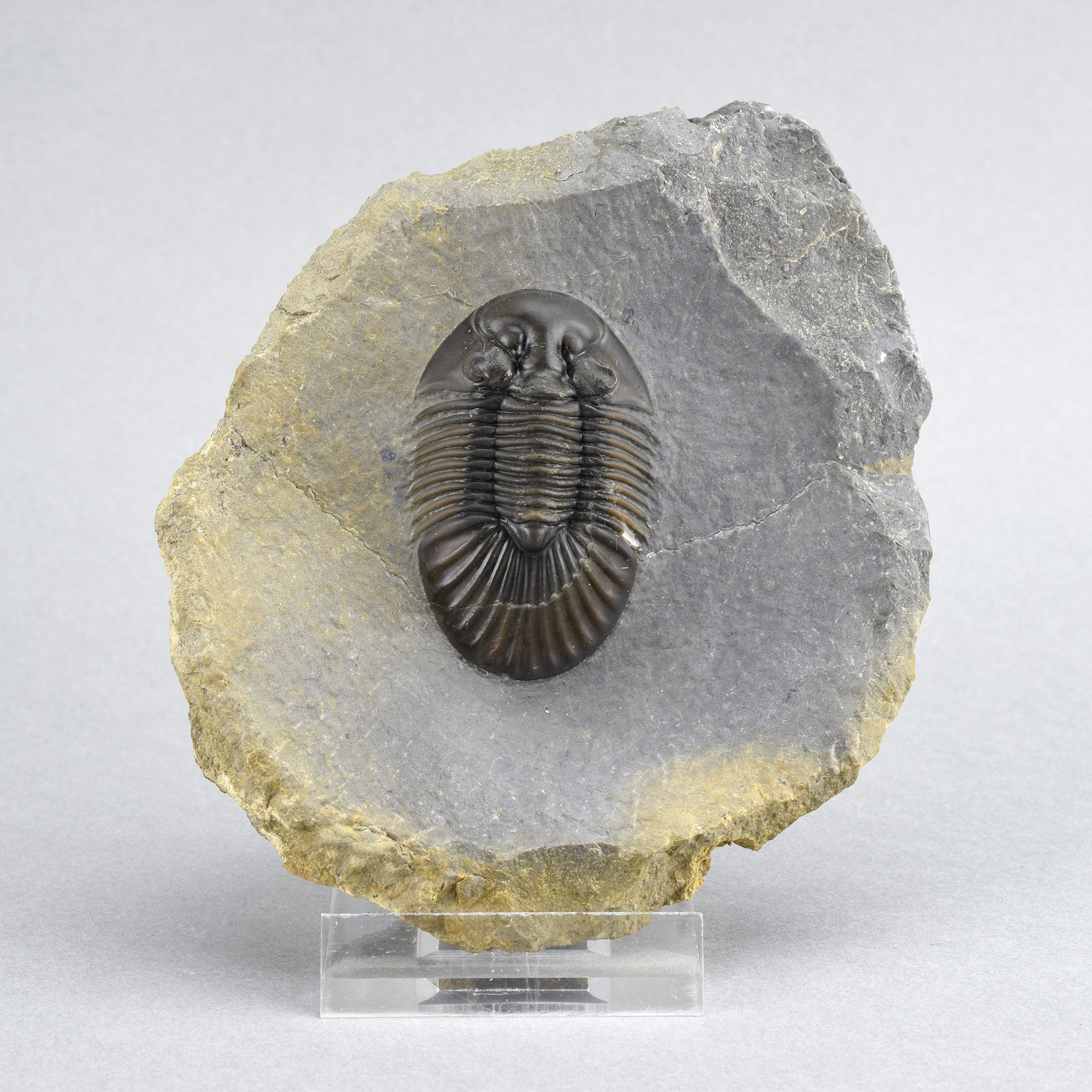 Superb trilobite Scabriscutellum (Rheiscutellum) hammadi