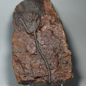 Crinoid on slab – Scyphocrinites elegans