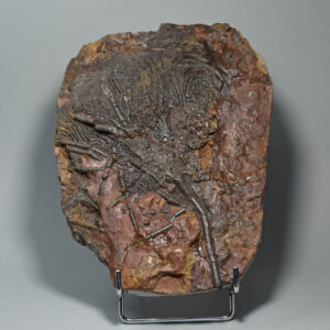 Crinoid on slab – Scyphocrinites elegans