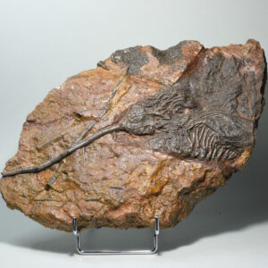 Crinoid on slab – Scyphocrinites elegans