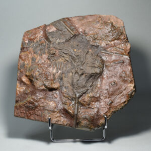 Crinoid on slab – Scyphocrinites elegans