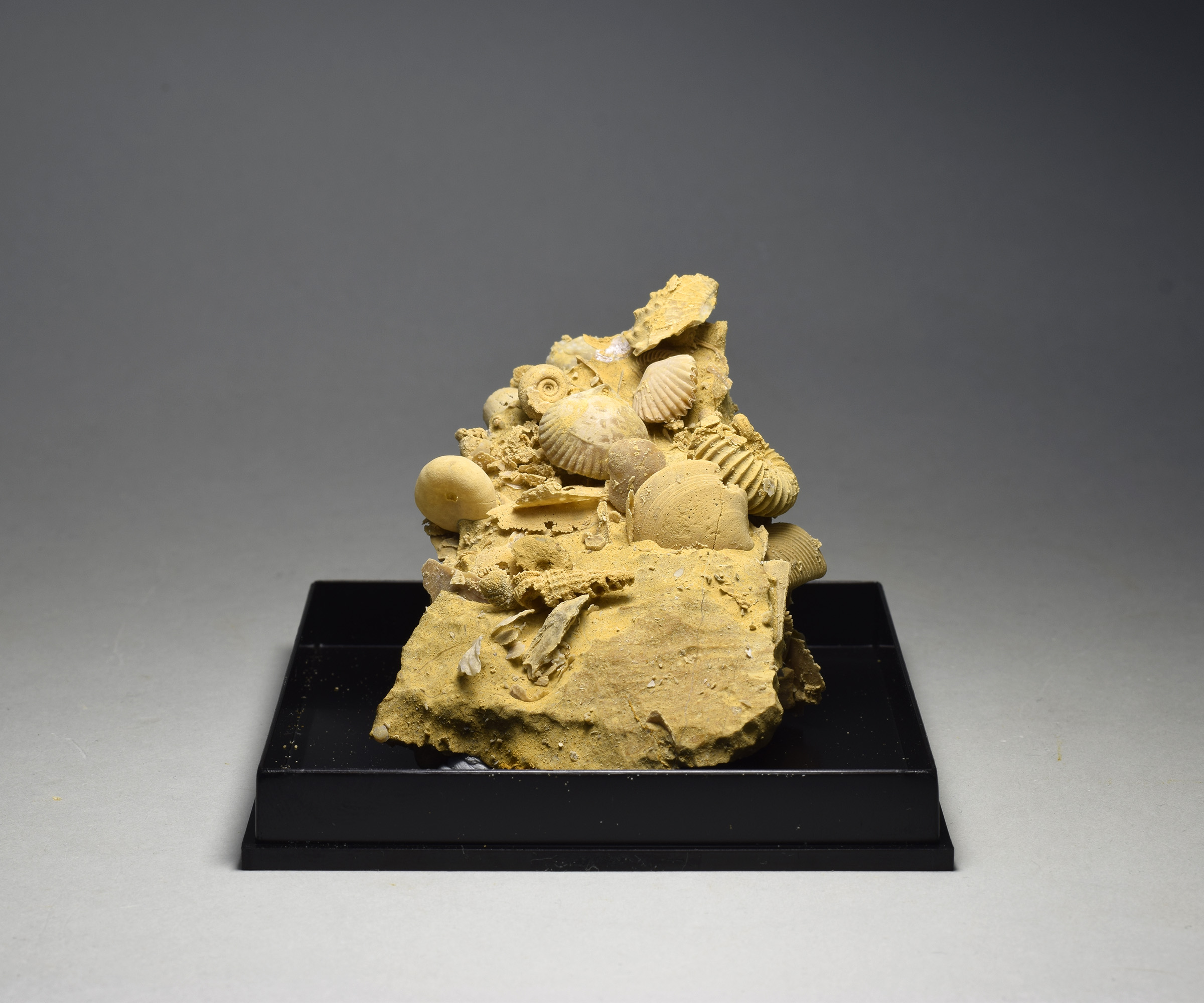 Silicified ammonites and molluscs in limestone matrix