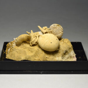 Silicified echinoids in limestone matrix