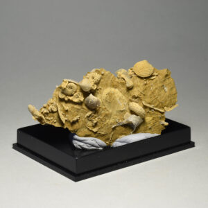 Silicified ammonites, molluscs and echinoids in limestone matrix