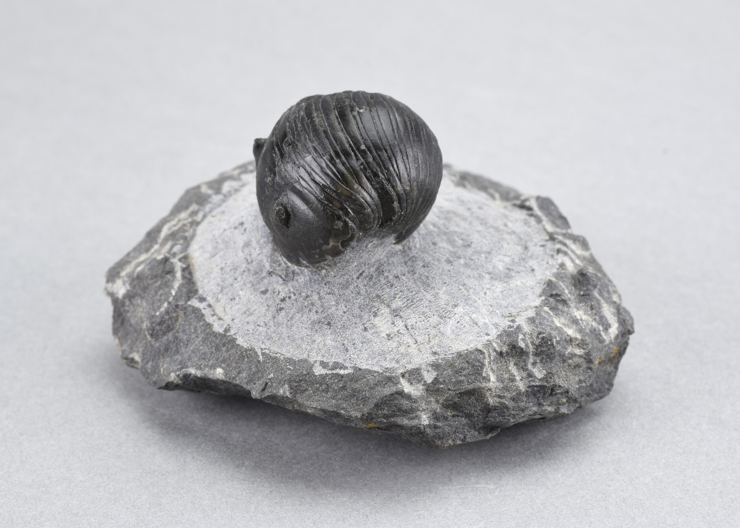 Uncommon trilobite Wenndorfia gr. plana