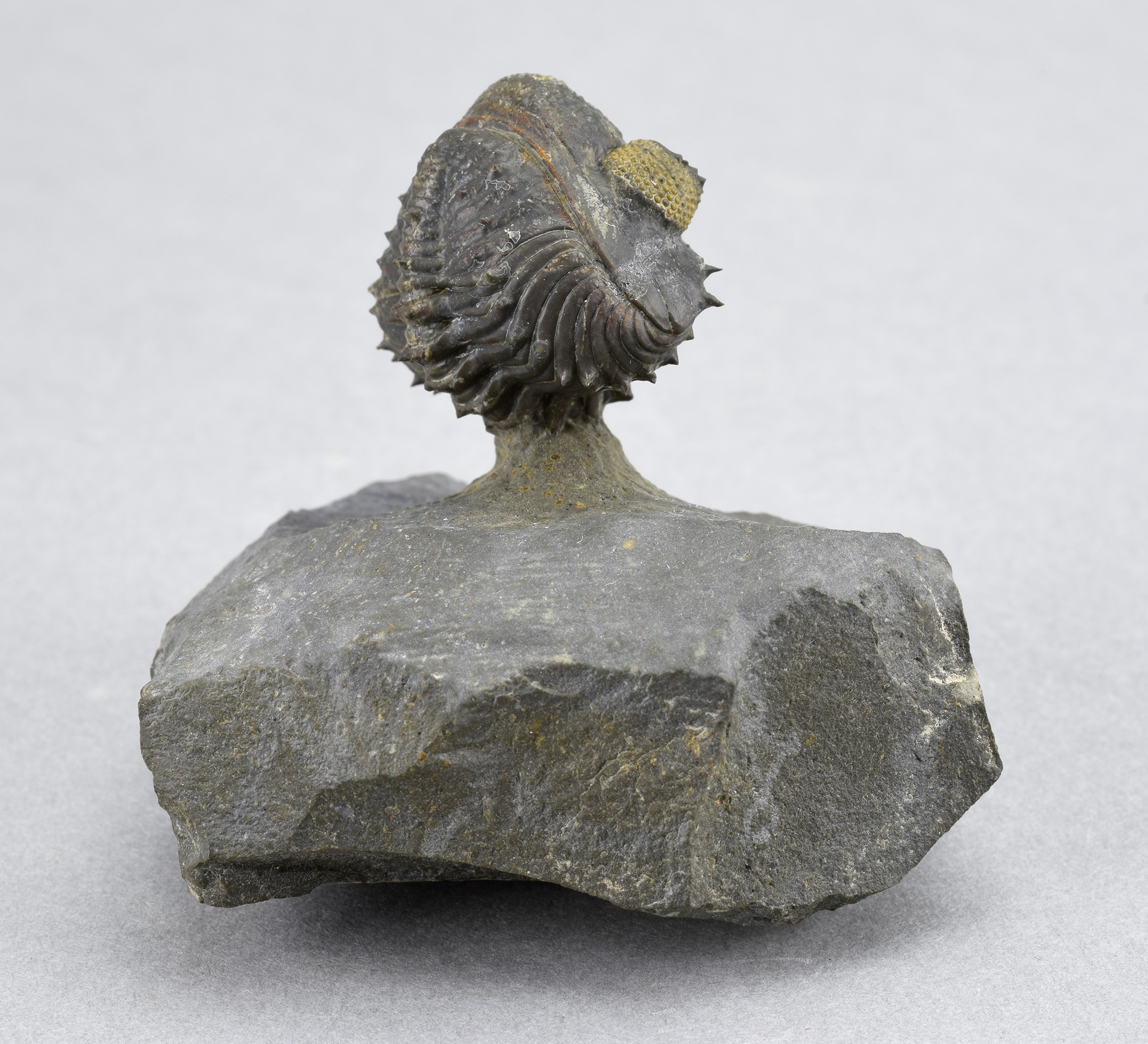 Rare juvenile Drotops armatus