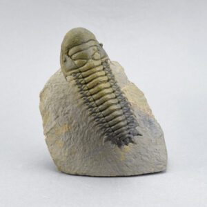 Fine « flying » trilobite Cheirurus (Crotalocephalina) gr. gibbus
