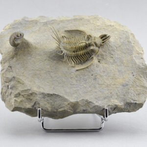 Outstanding trilobite Quadrops flexuosa