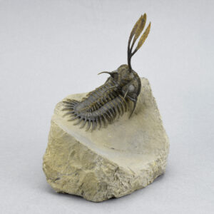 Fyling-prepared trilobite Walliserops trifurcatus
