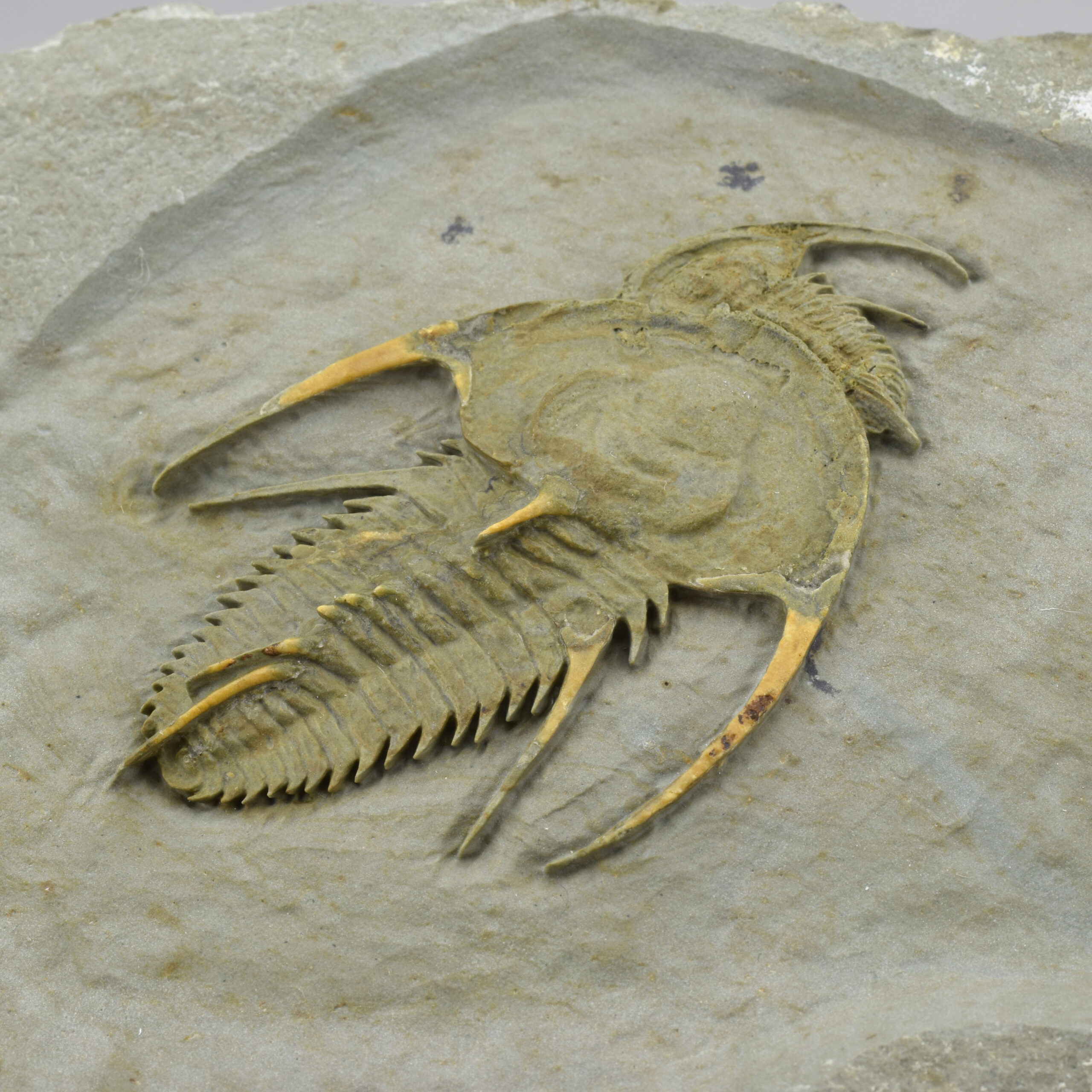 Rare Fallotaspis trilobite combo