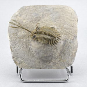 Flying-prepared trilobite Walliserops trifurcatus