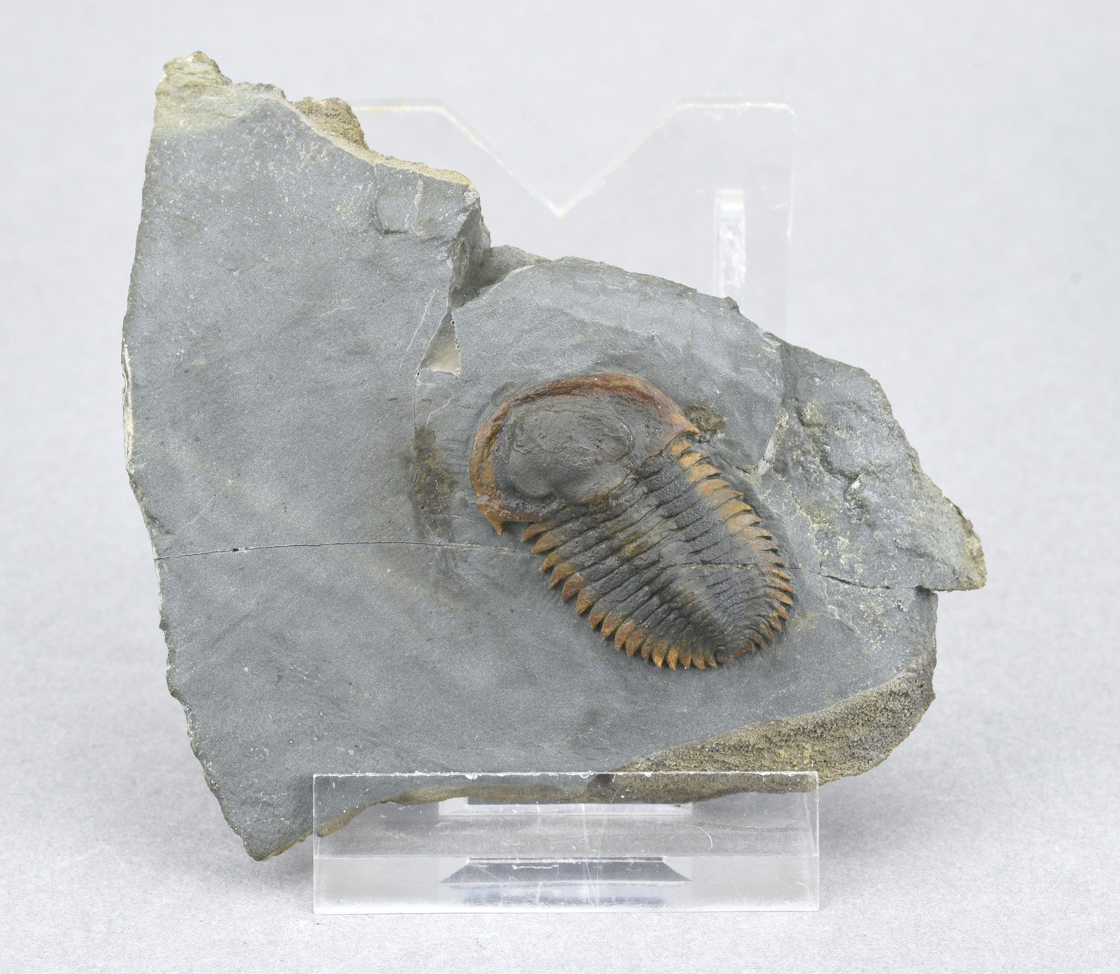 Rare juvenile trilobite Bondonella sdzuyi