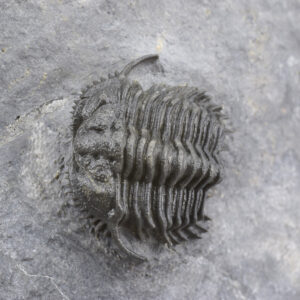 Rare trilobite Gondwanaspis mrirtensis