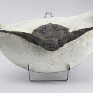 Very rare trilobite Platypeltoides cuervoae